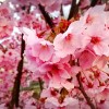 2016年  桜が満開♪ フィットハイブリッド実燃費♪
