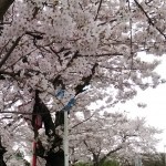 １週間で桜は満開♪  フィット ハイブリッド 燃費♪