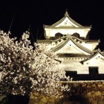 2016年  彦根城の桜  ライトアップ♪